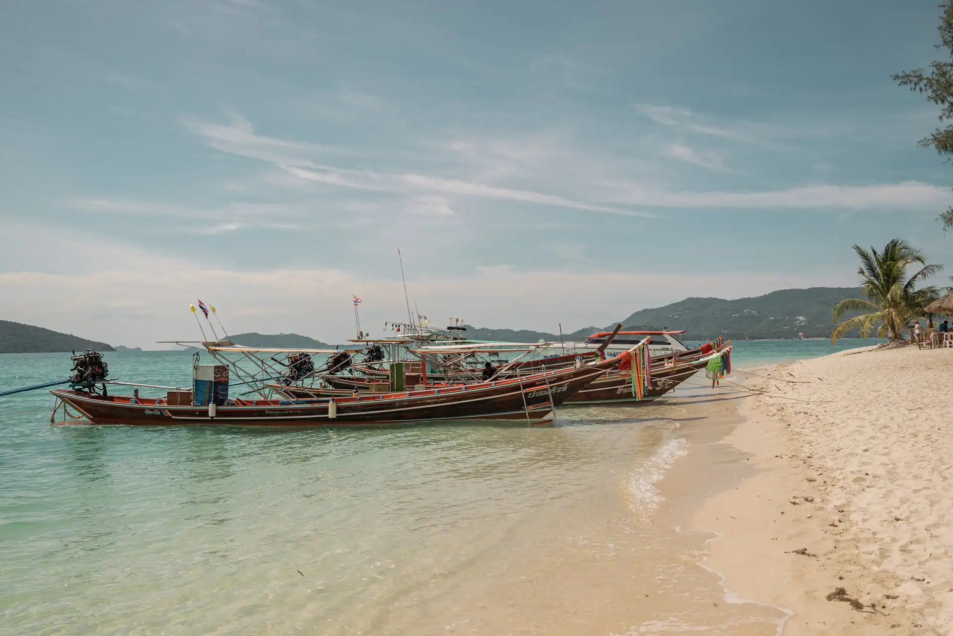 Local Pigs at Pig Island